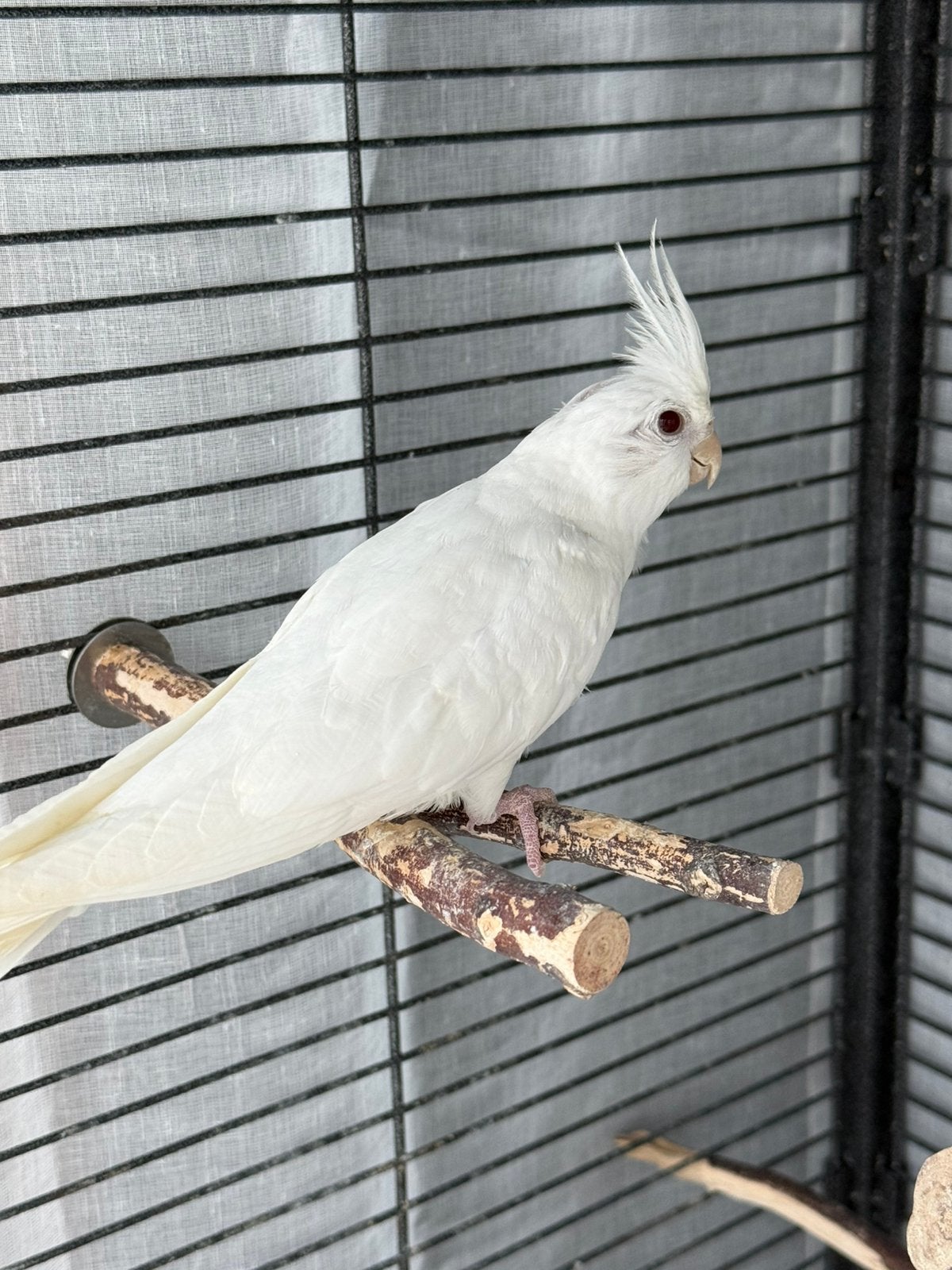 Valkparkiet Man albino, Dieren en Toebehoren, Mannelijk, Parkiet, Geringd