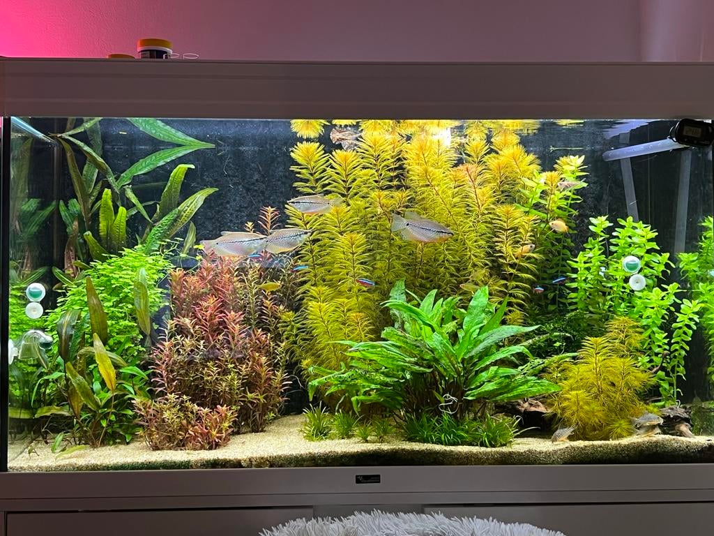 Myriophyllum Roraima, Rotala Singapore, Bacopa Caroliniana, Ophalen of Verzenden, Nieuw, Plant(en), Steen of Hout