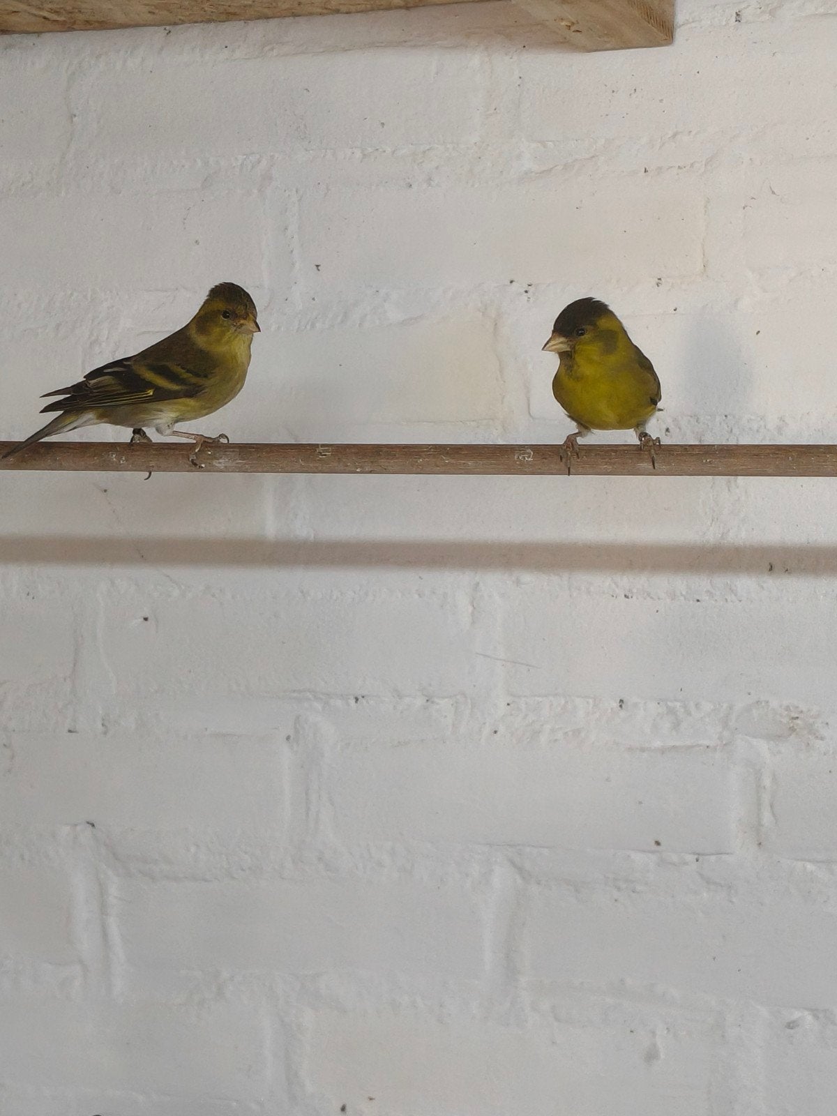 koppel baardsijzen, Dieren en Toebehoren, Vogels | Overige Vogels, Meerdere dieren
