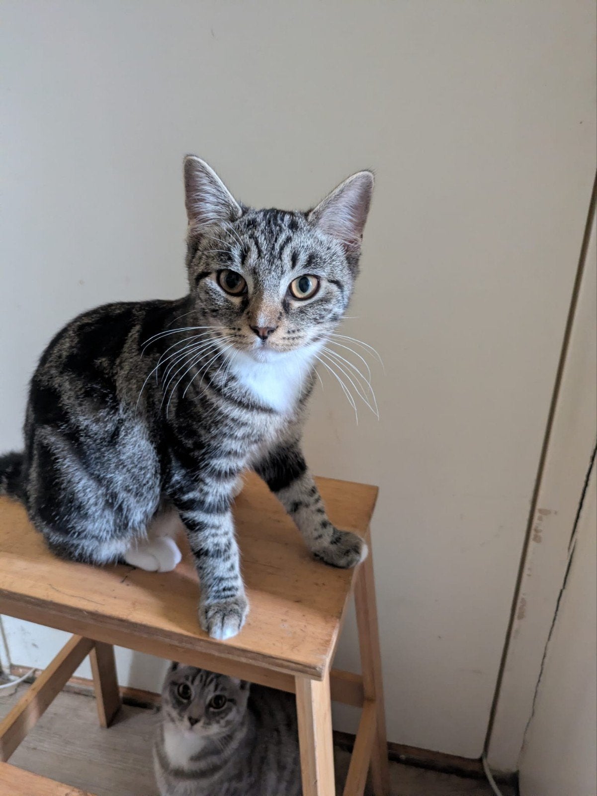 kittens kwart ragdoll, Dieren en Toebehoren, Meerdere dieren