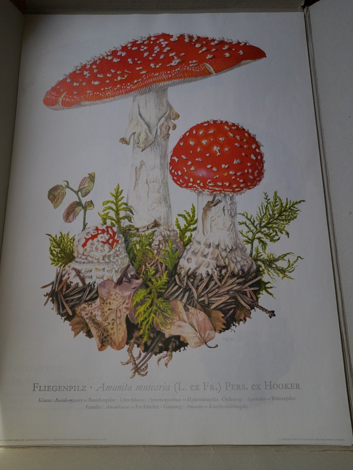 vintage oude schoolplaten giftige paddestoelen jaren 70, Ophalen, Natuur en Biologie