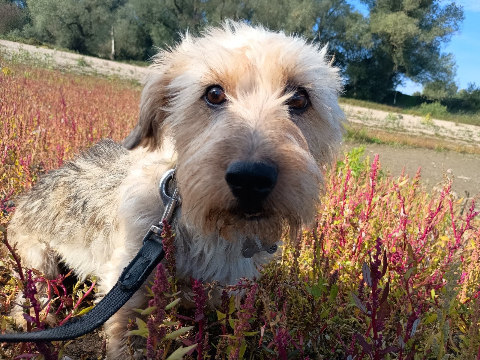 kruising jack Russel/ dwerg teckel, Reu, Eén hond, 3 tot 5 jaar, Nederland