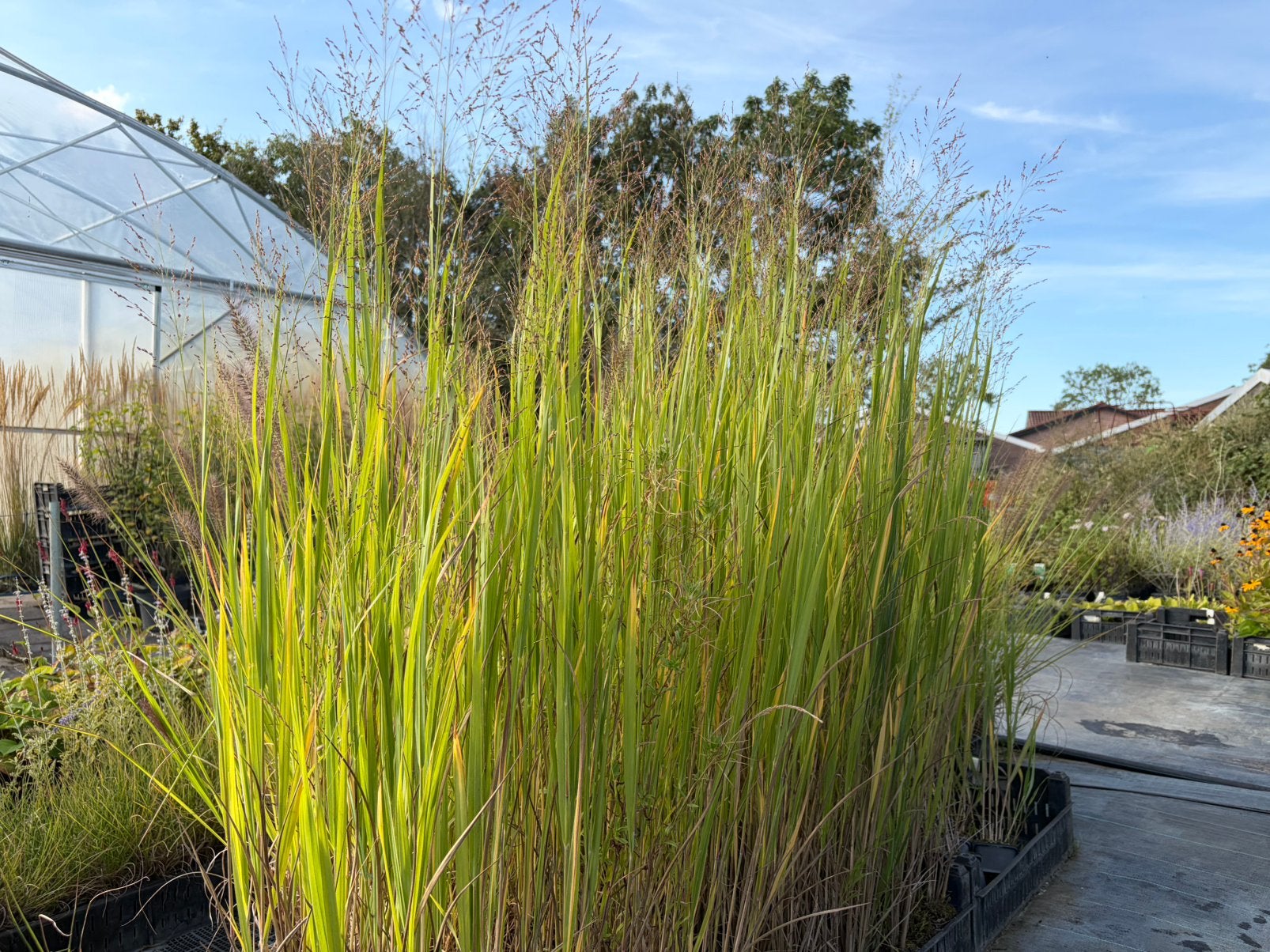Panicum 'Northwind' / Vingergras AANBIEDING, Ophalen of Verzenden, Vaste plant, Siergrassen, Halfschaduw