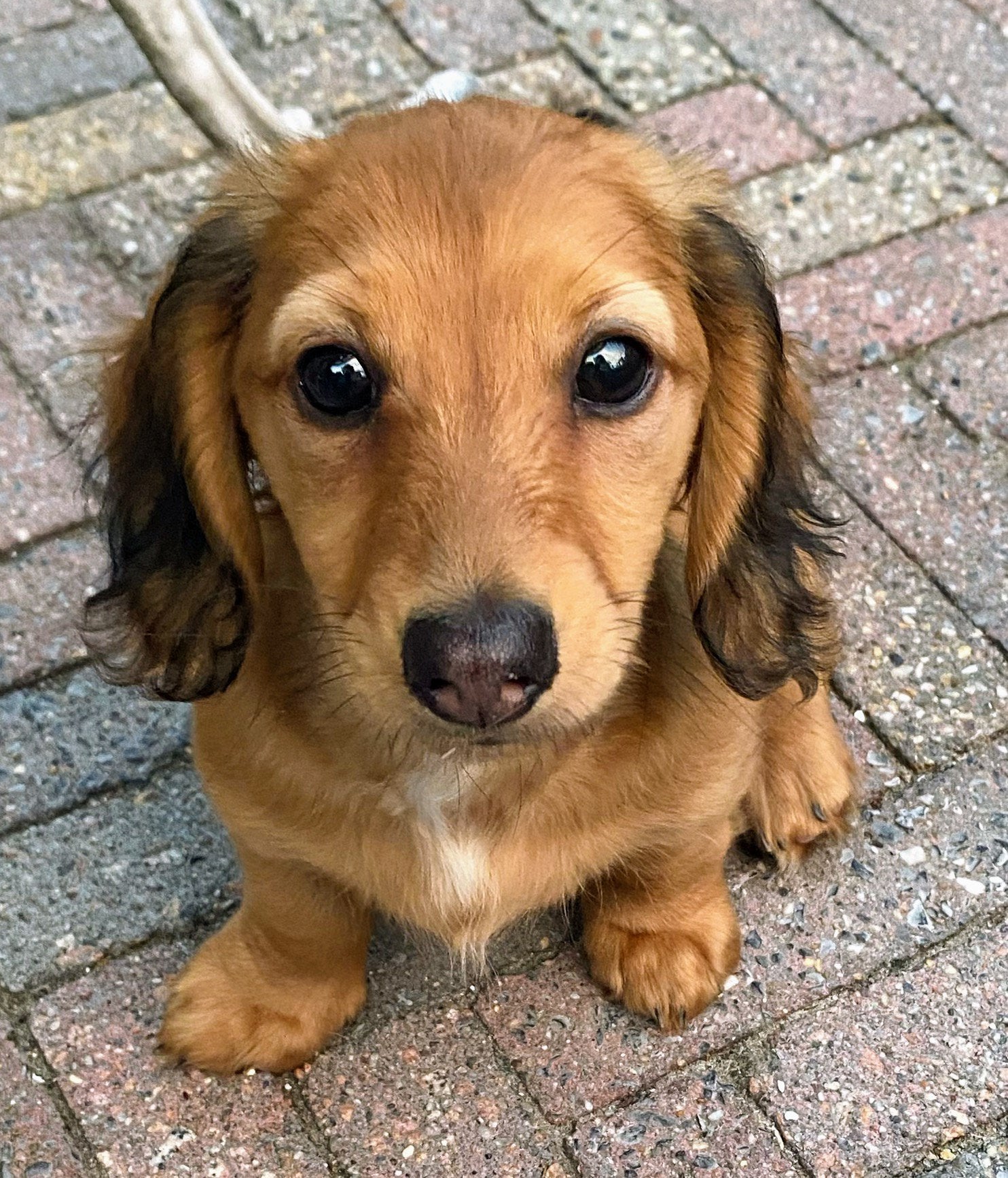 Lieve sociale dwergteckeltjes, Dieren en Toebehoren, Meerdere dieren, Gechipt, 0 tot 2 jaar