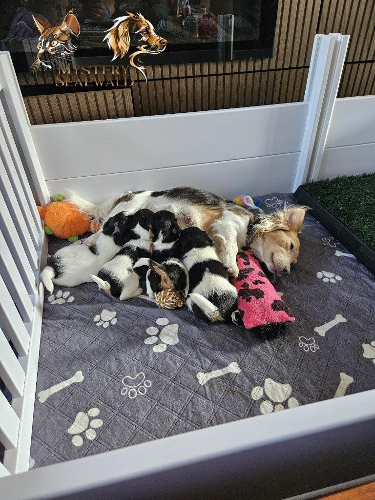 Jack Russel Pups, Dieren en Toebehoren, Parvo, Jack Russell Terriër, 8 tot 15 weken, Meerdere