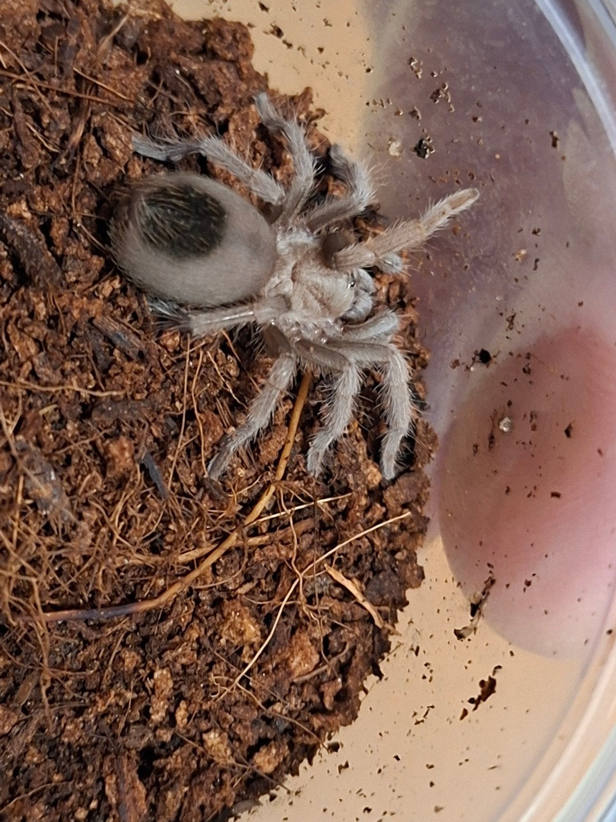 Aphonopelma chalcodes new river 4hf, Bijen