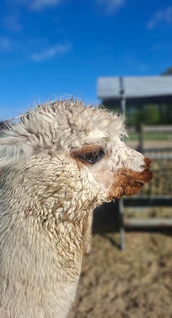 Alpacas, Meerdere dieren, Schaap