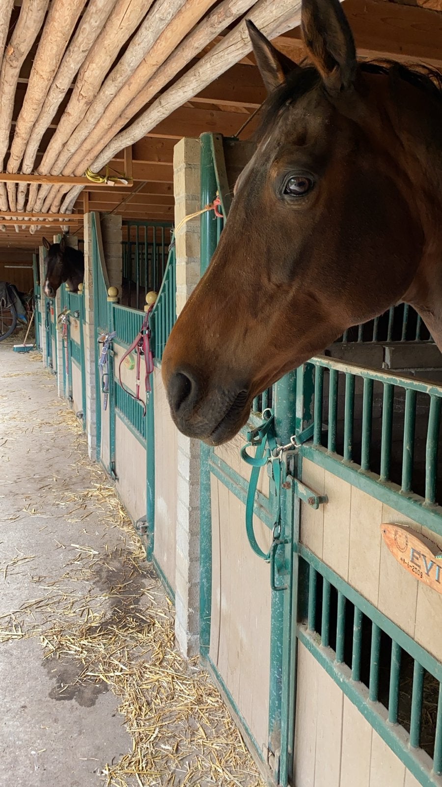 Paardenbox te huur, Dieren en Toebehoren