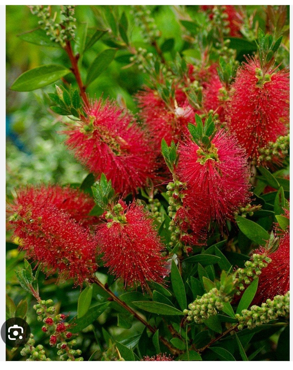 Grote Callistemon struiken., Volle zon, Vaste plant, Zomer, Ophalen