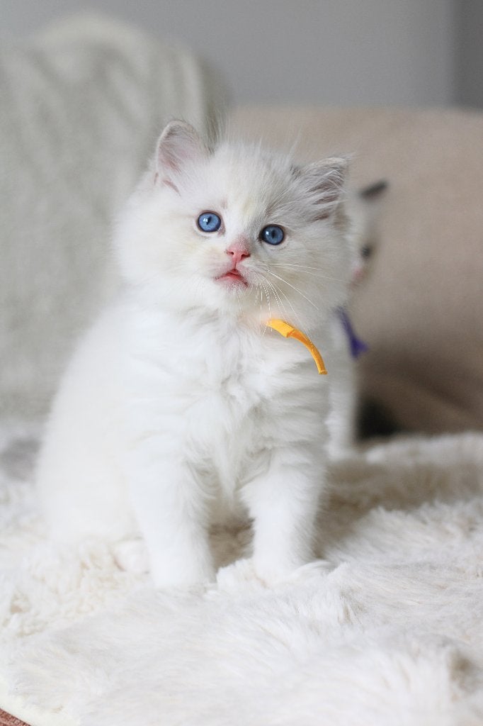 Ragdoll kittens incl één jaar huisdieren verzekering, Dieren en Toebehoren, Katten en Kittens | Raskatten | Langhaar, Meerdere dieren