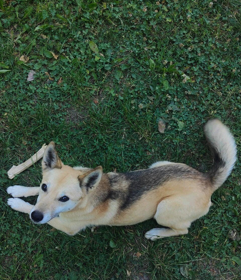 Lief hondje zoekt landelijk huisje, Dieren en Toebehoren, Honden | Niet-rashonden, Rabiës (hondsdolheid), Teef, Eén hond, Nederland