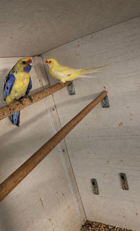 Rosella strogeel, Dieren en Toebehoren, Meerdere dieren, Parkiet