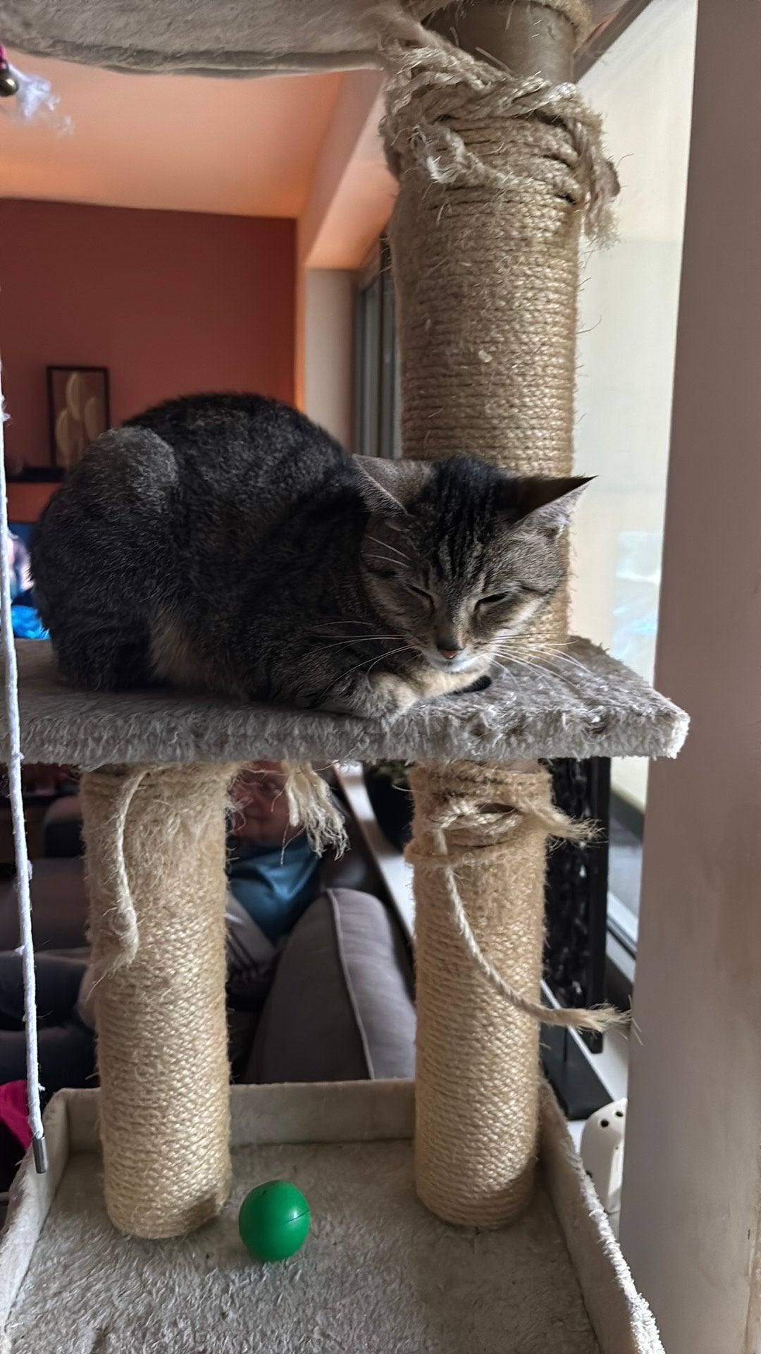 kat, Poes