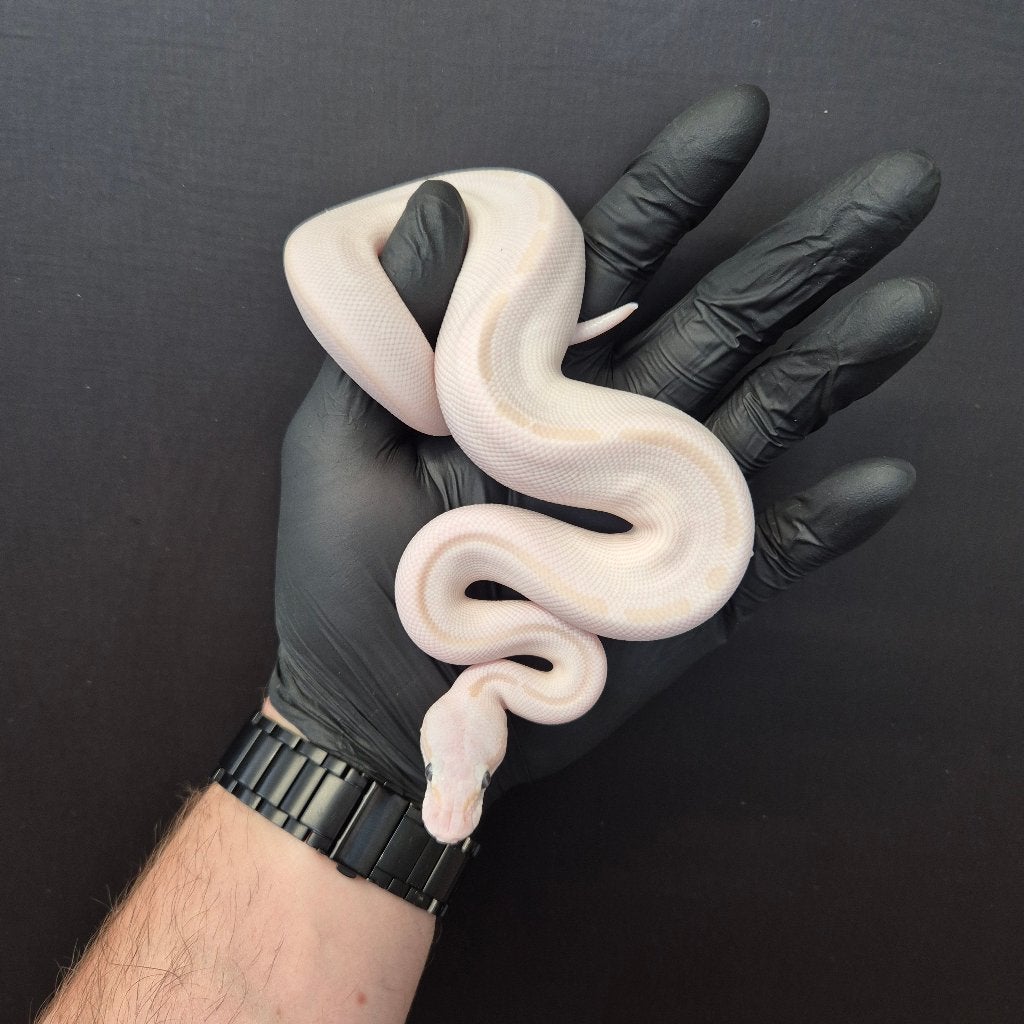 p. regius lijst Houten nk 2026 Ball Python photo 9