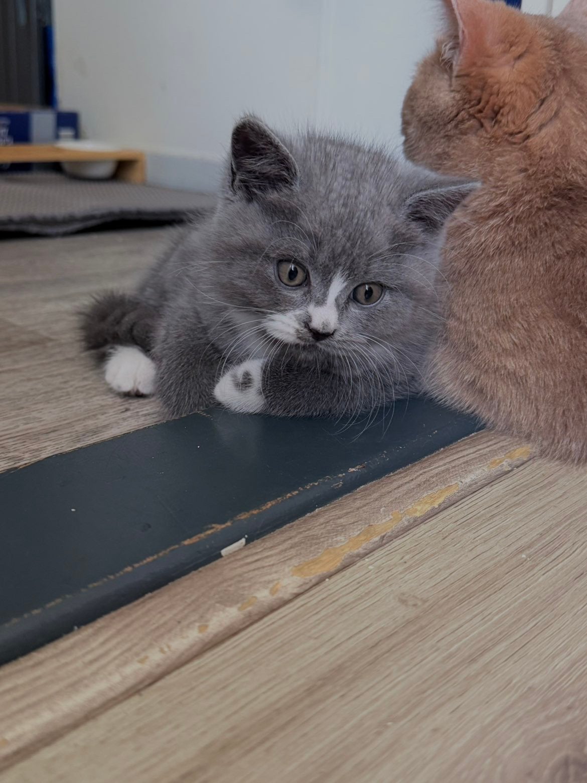 Poes Kattjes, Dieren en Toebehoren, Poes, 0 tot 2 jaar