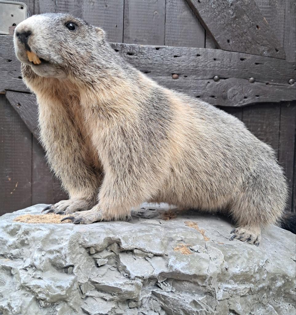 Alpenmarmot op rots | Zeer mooi preparaat. Zeldzaam mooi., Ophalen of Verzenden, Zo goed als nieuw, Wild dier, Opgezet dier