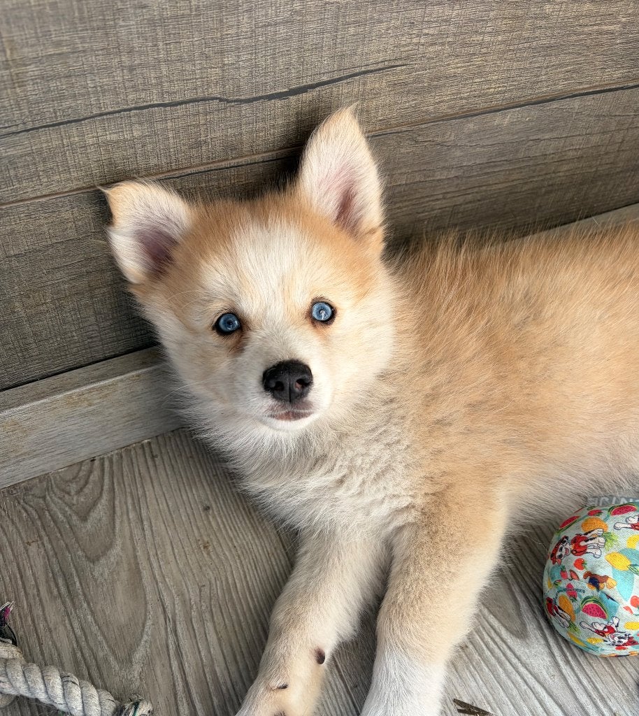 NOG 1 Prachtige pomsky pup MAG VERHUIZEN, Dieren en Toebehoren, Parvo, 8 tot 15 weken, Poolhond, Meerdere