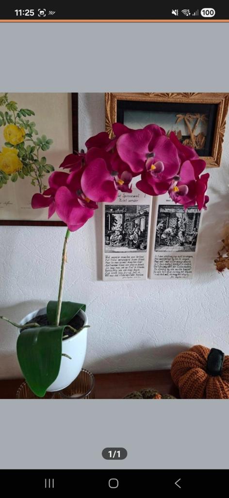 Mooie paarse orchidee in witte pot, Ophalen, Overige soorten, Halfschaduw, In pot