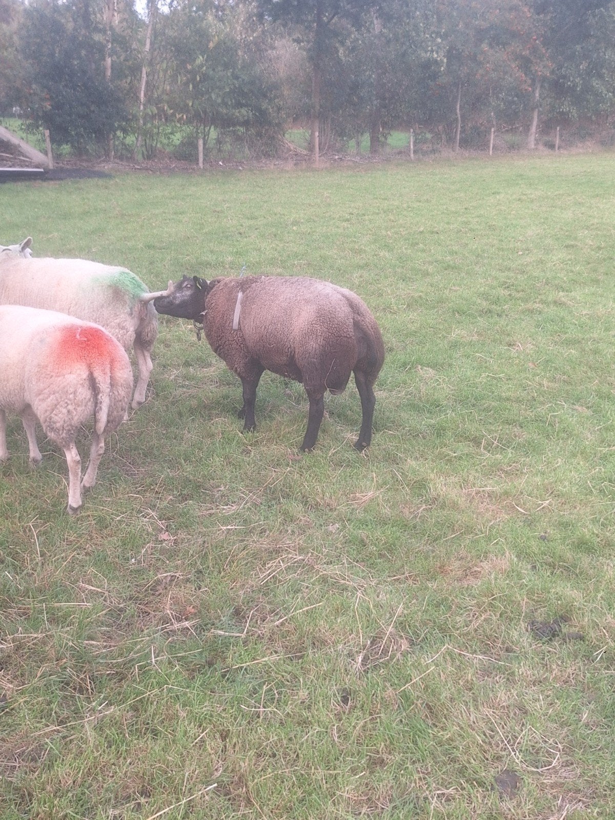 luxe blauwe texelaar dekram, Dieren en Toebehoren, Mannelijk, Schaap, 0 tot 2 jaar