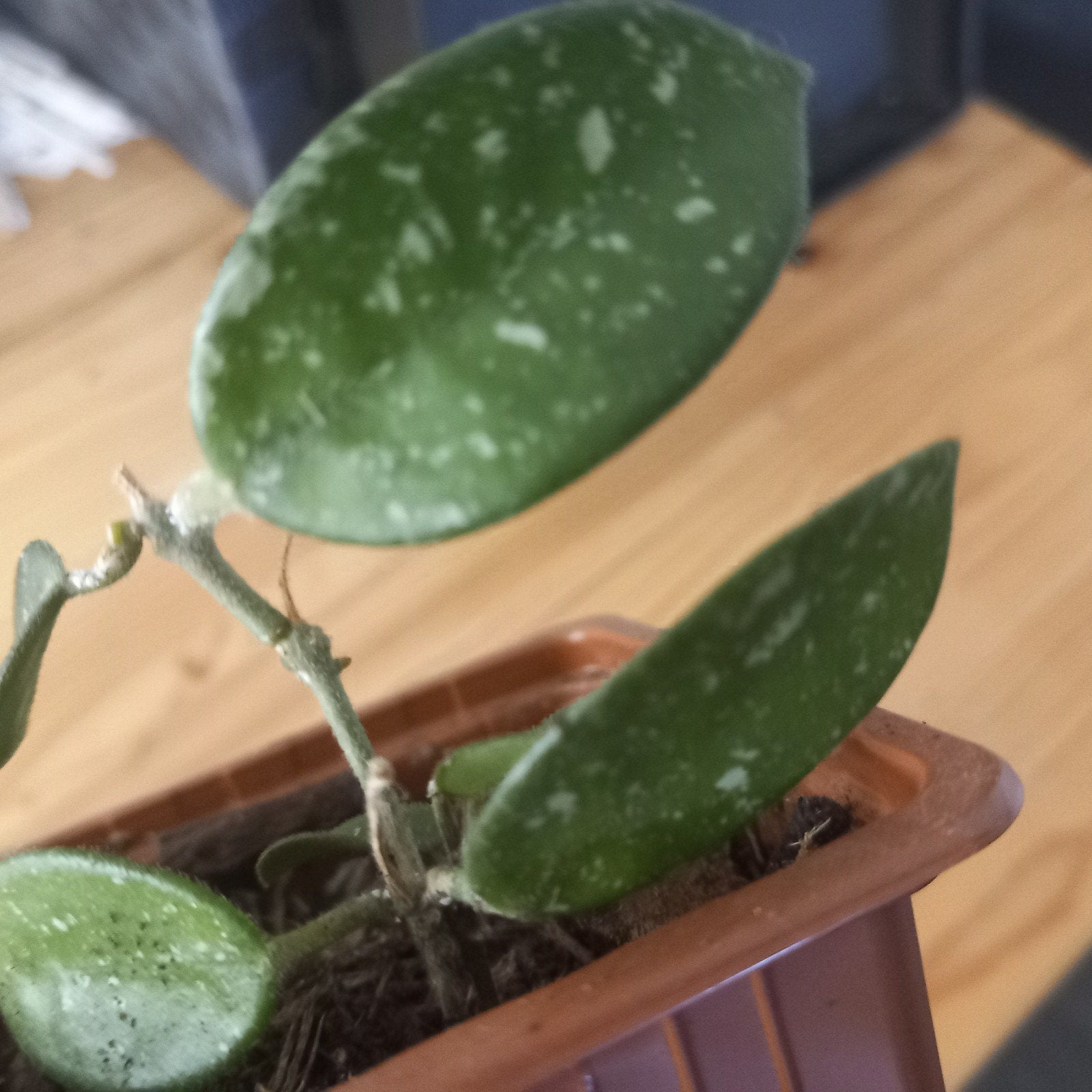 hoya mathilda stek nr 2-1, Huis en Inrichting, Ophalen of Verzenden, Halfschaduw, Minder dan 100 cm