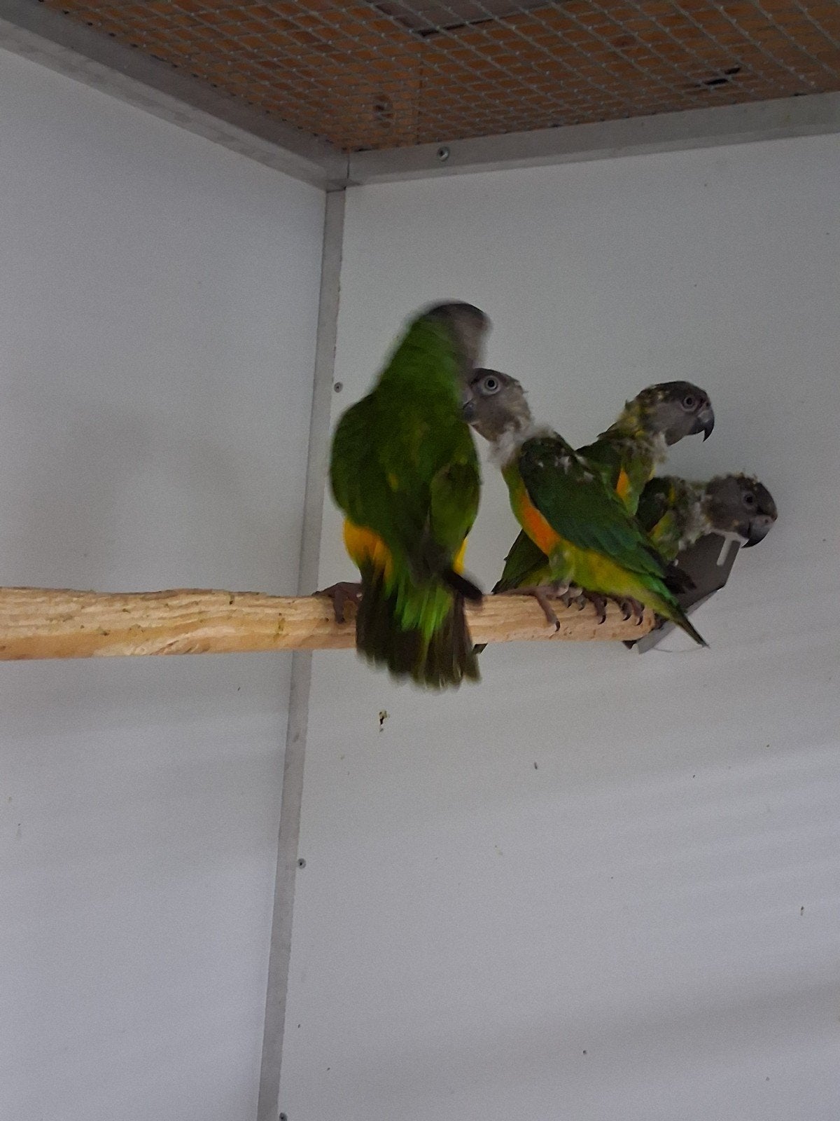 4 bonte boeren 3 van 2026 1 van 2019, Dieren en Toebehoren, Mannelijk, Parkiet, Geringd