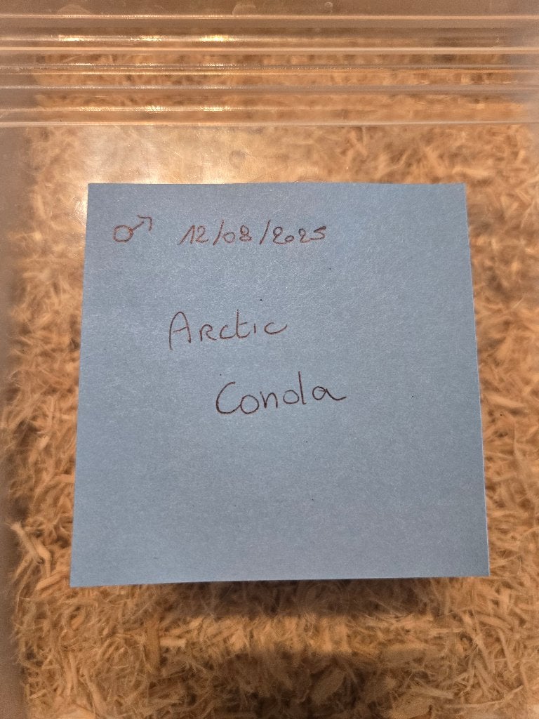 Haakneus 0.1 Hognose Snake photo 3