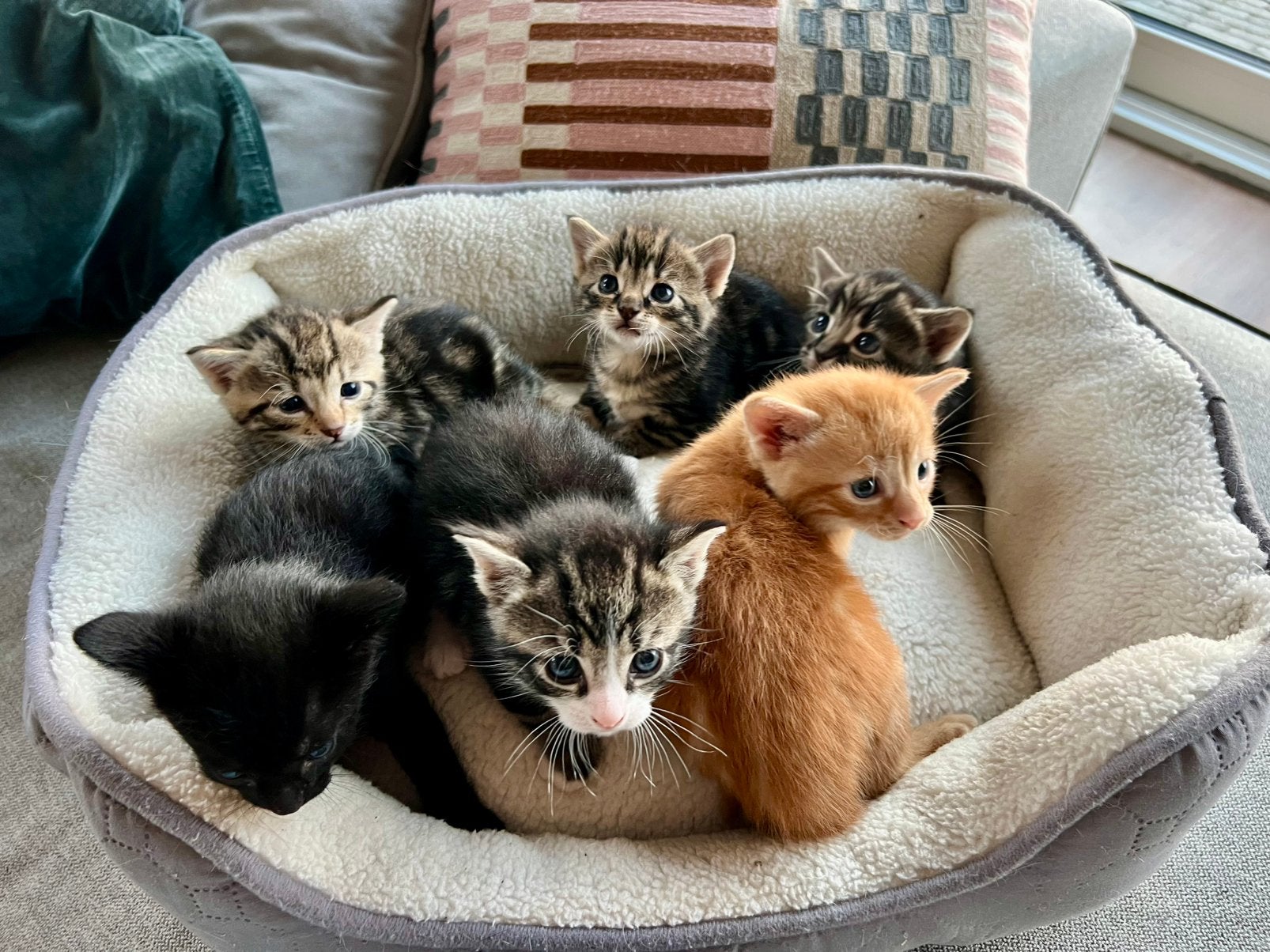 Nestje van 5 lieve kittens, Meerdere dieren
