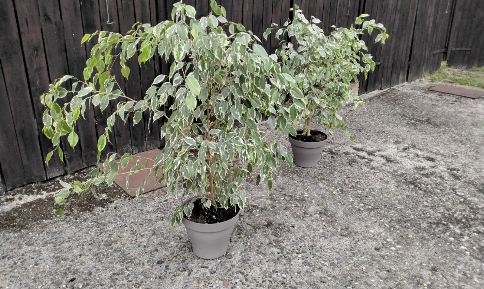 Twee keer een ficus benjamina voor €20 per stuk, Huis en Inrichting, Ophalen, Ficus, Halfschaduw, Minder dan 100 cm