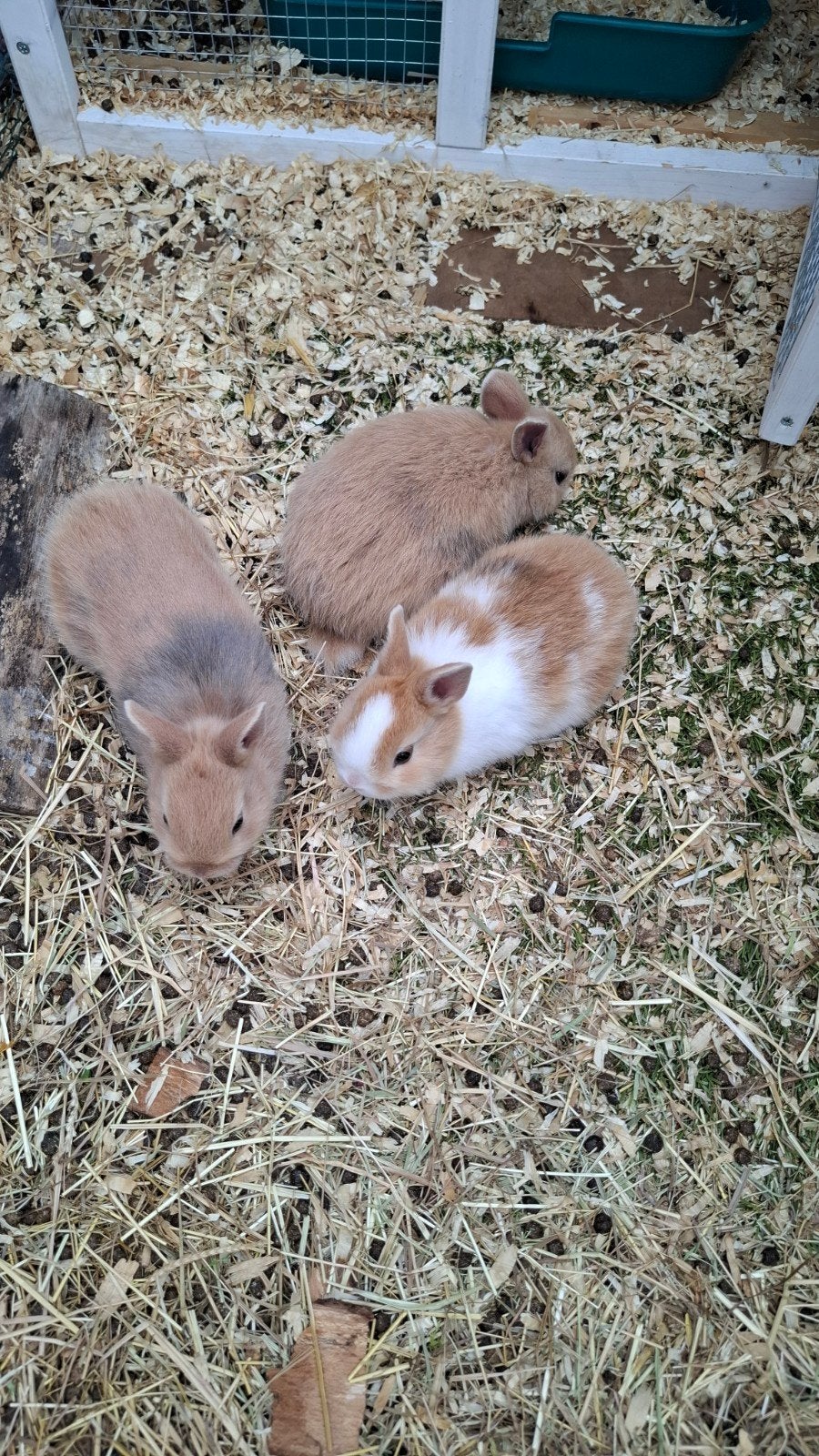 2 dwerg konijnen  nu 5 weken oud, Meerdere dieren