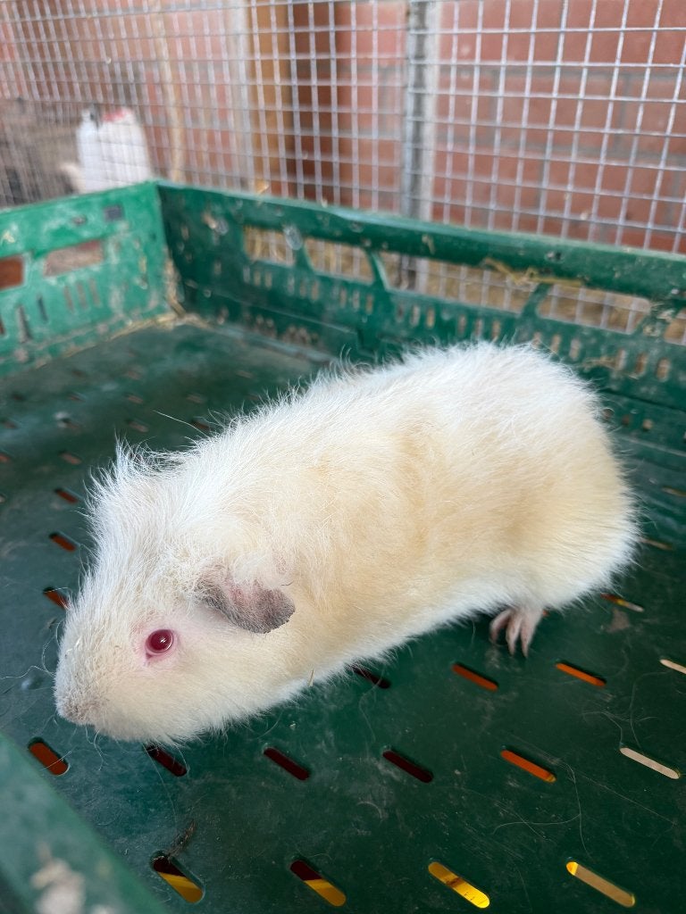 Cavia man, Mei, Mannelijk, Cavia