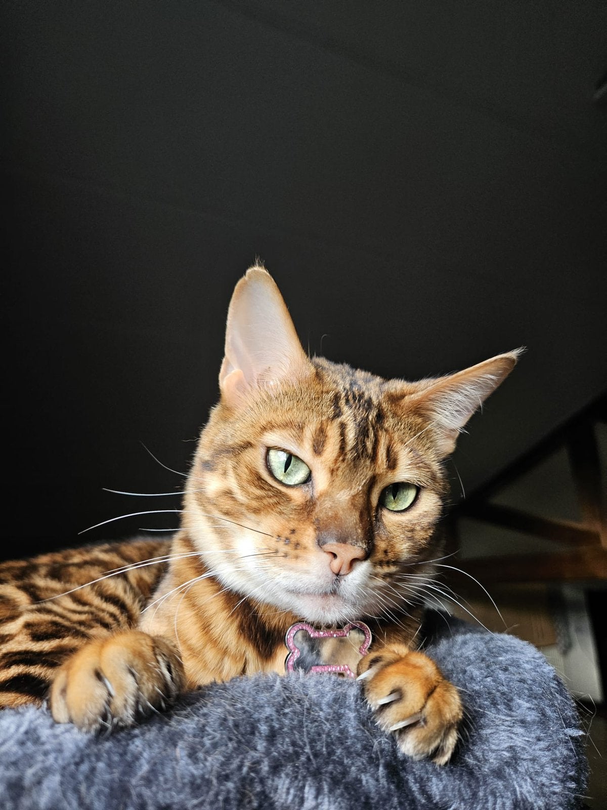 Bengaalse poes, Poes, Gechipt, 0 tot 2 jaar