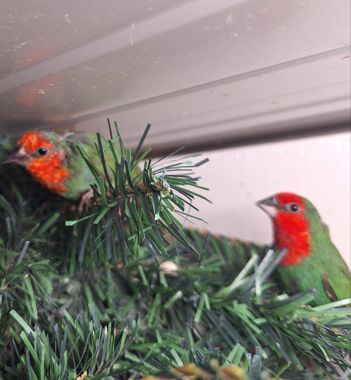 1-1 roodkop papagaai amadines, Dieren en Toebehoren, Meerdere dieren, Geringd