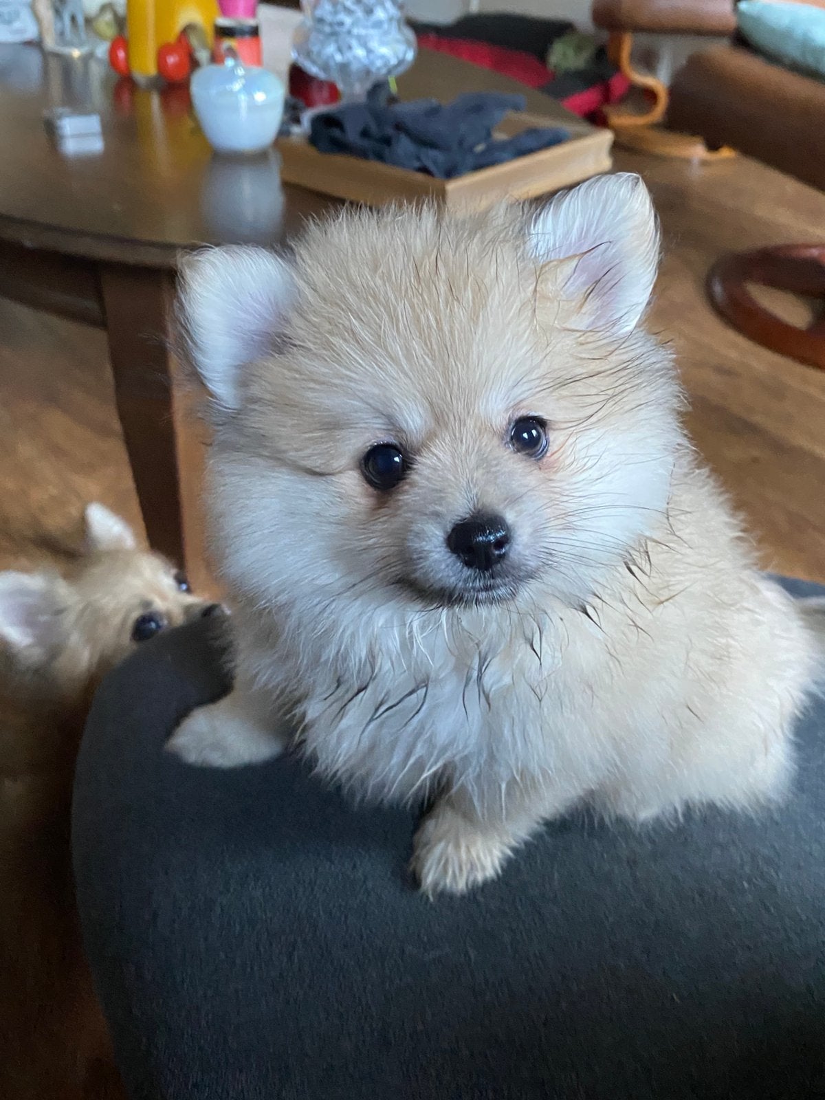3 bearface Pomeriaan puppy’s mogen het nest nu verlaten., Dieren en Toebehoren, Honden | Chihuahua's en Gezelschapshonden, 8 tot 15 weken