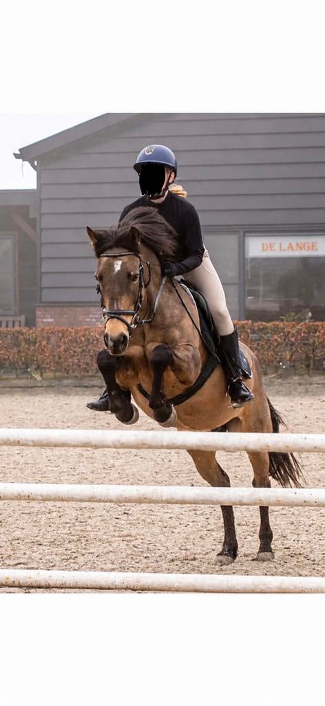 Lease/bijrijd paard gezocht, Ophalen, Nieuw
