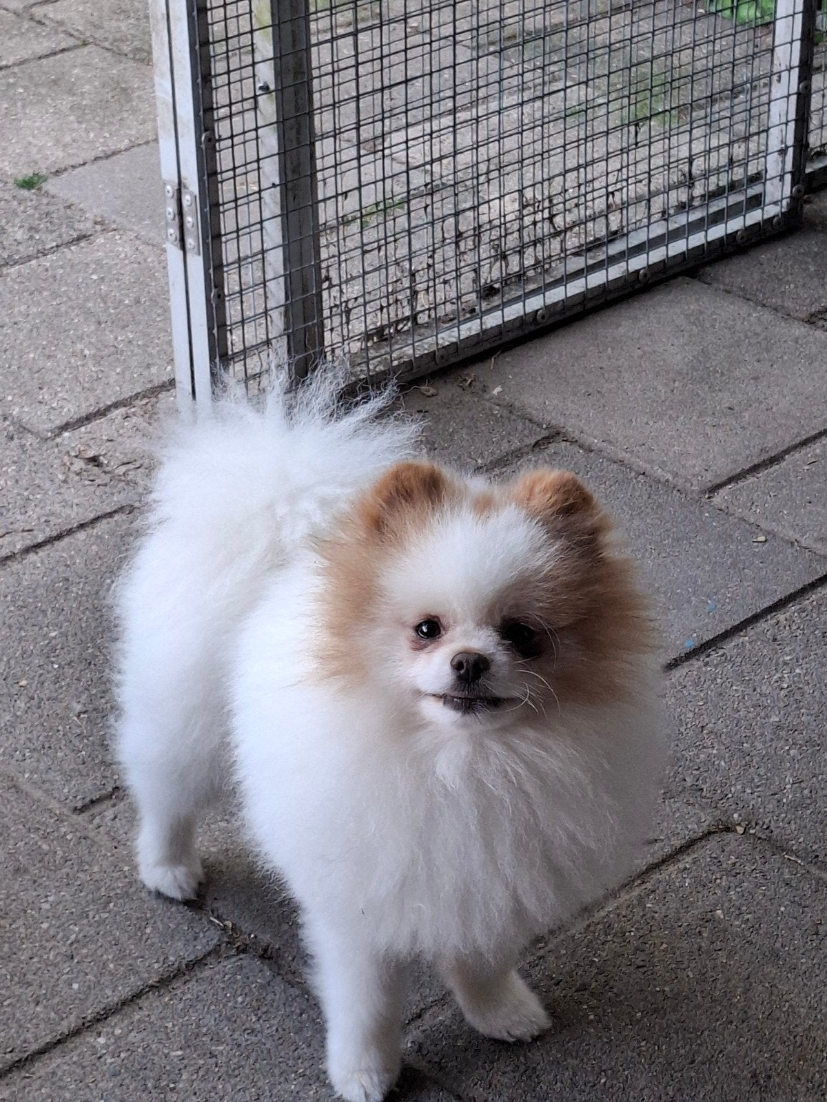 Pomeranian/dwergkees particolor terdekking (niet te koop), Parvo, Fokker | Hobbymatig, Reu, Buitenland