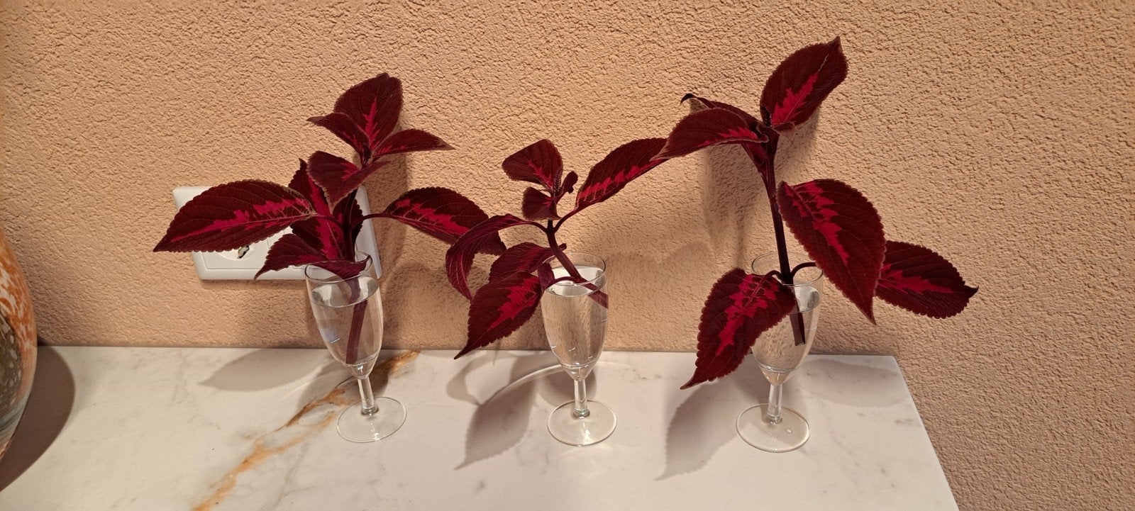 Coleus stekken (siernetel), donkerrood/roze., Bloeiende kamerplant, Ophalen of Verzenden, Halfschaduw, Minder dan 100 cm