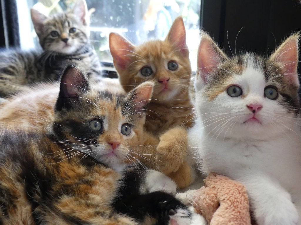 6 kittens Maine Coon kruising, Meerdere dieren, Langharig, 0 tot 2 jaar