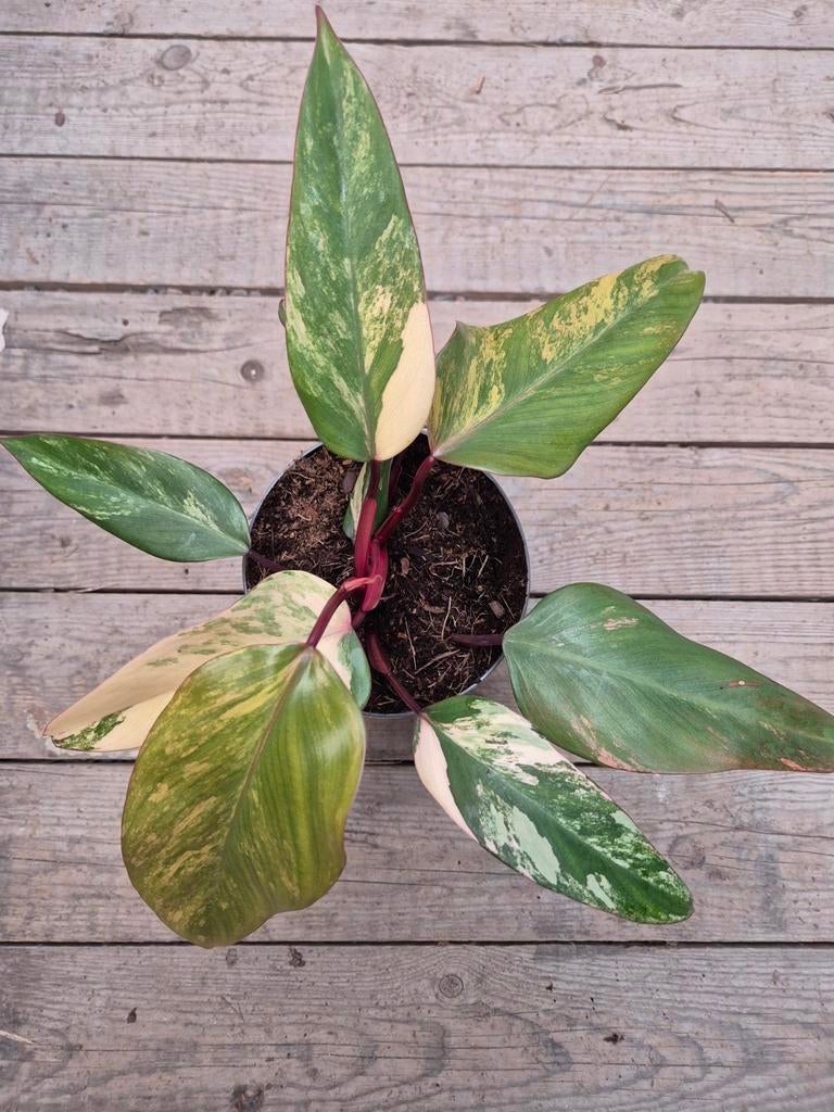 Philodendron Strawberry Shake p14 (6), Huis en Inrichting, Kamerplanten, Ophalen of Verzenden, Halfschaduw, Minder dan 100 cm