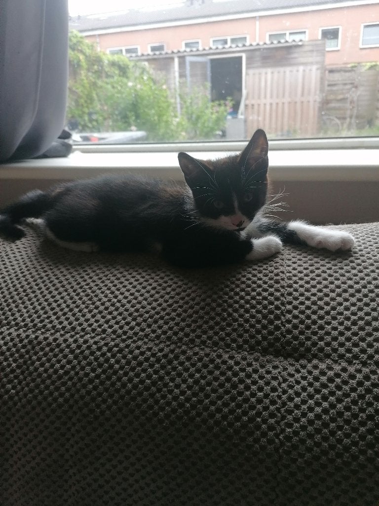 Super lief klein poesje te overnemen, Dieren en Toebehoren, Katten en Kittens | Overige Katten, Poes, Kortharig, 0 tot 2 jaar