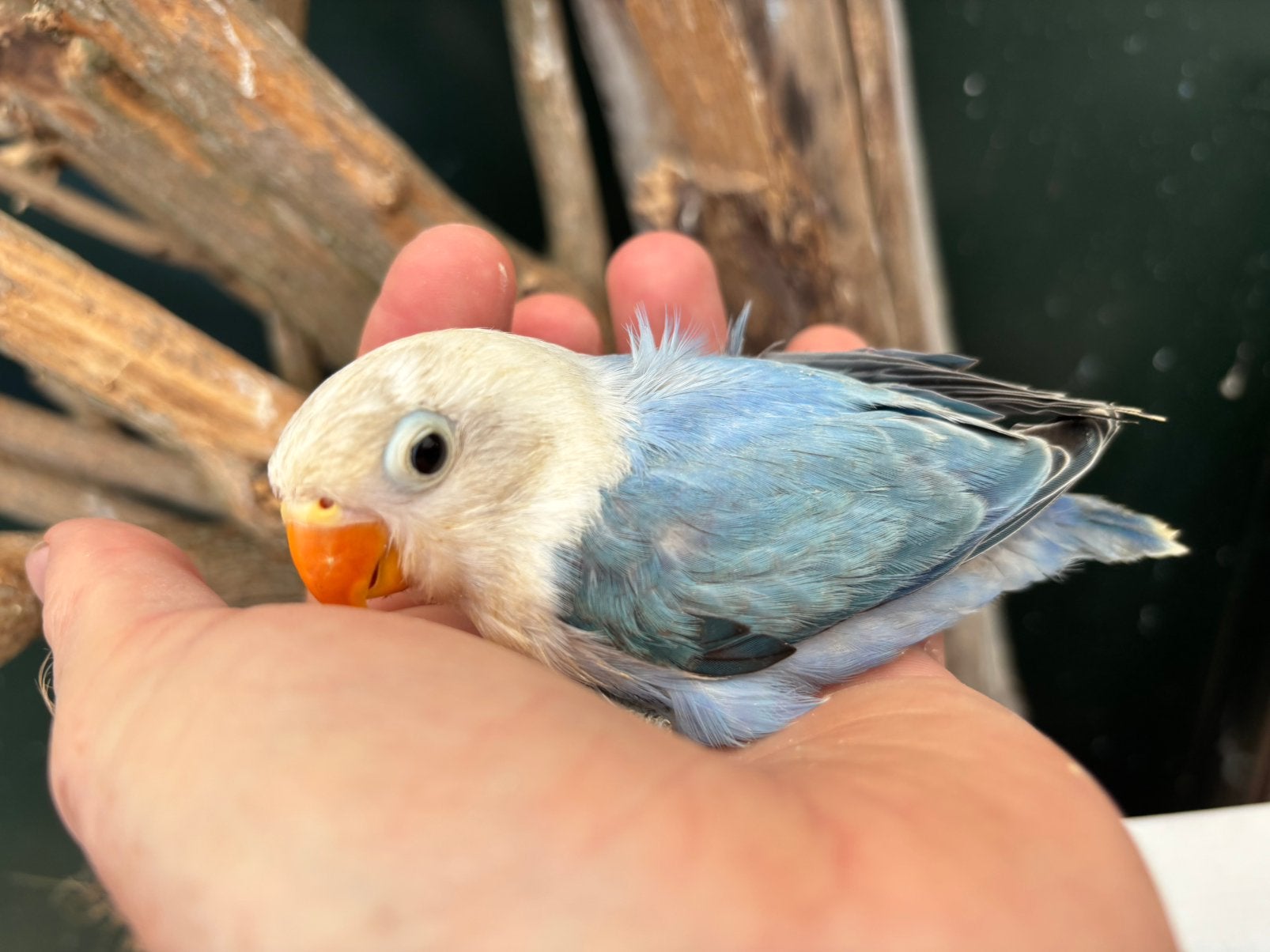 Jonge Agapornis fischeri dwergpapegaai, Dieren en Toebehoren, Geslacht onbekend, Dwergpapegaai of Agapornis