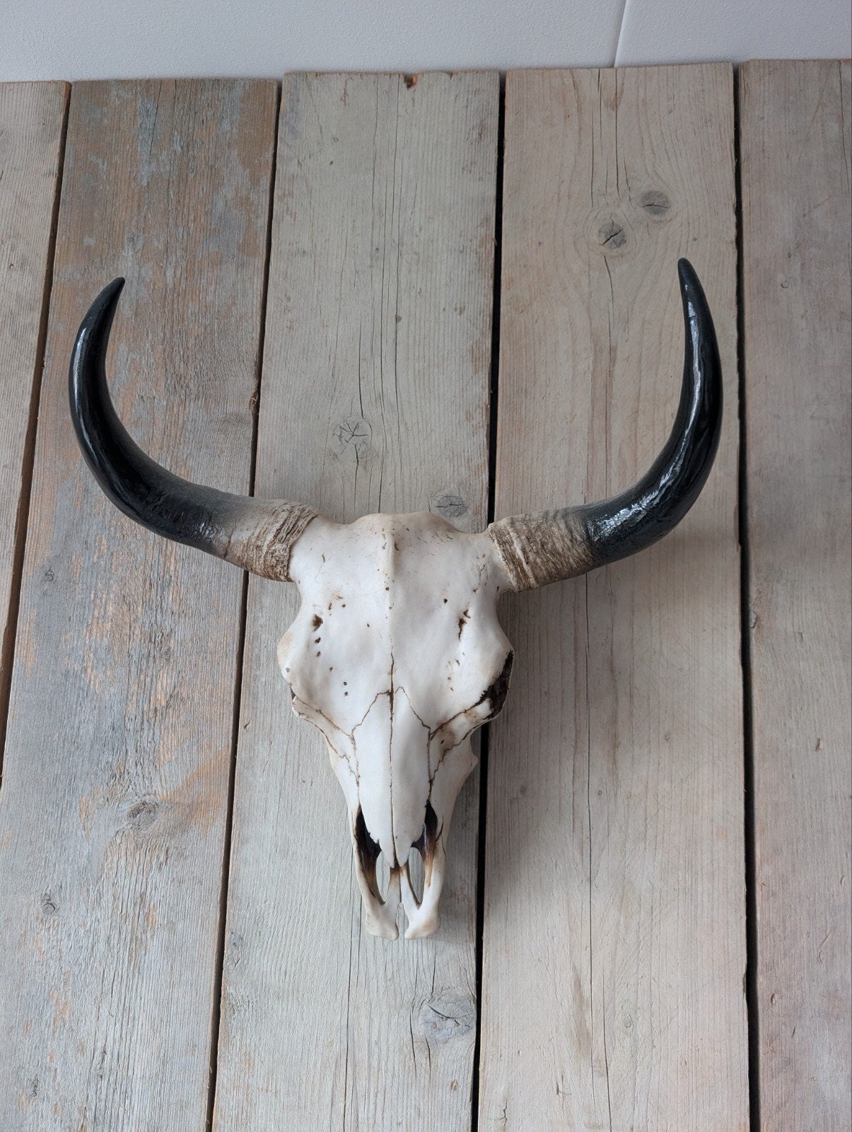 schedel stier, Ophalen, Zo goed als nieuw, Boerderijdier, Schedel