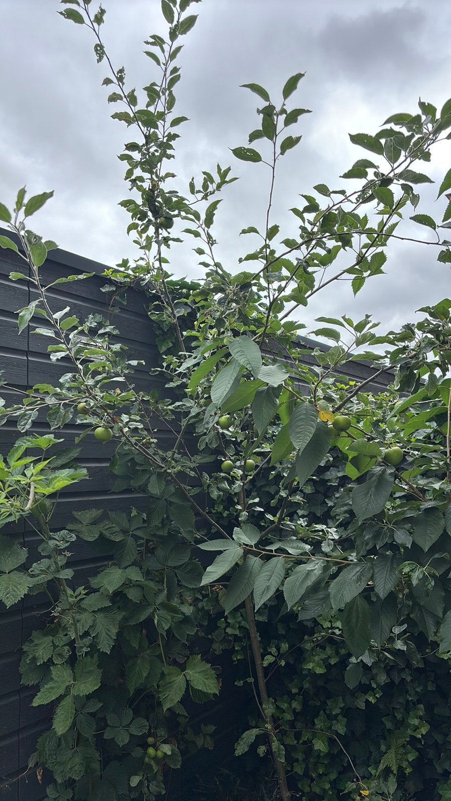 Appelboom, Ophalen, Halfschaduw, Overige soorten, 100 tot 250 cm
