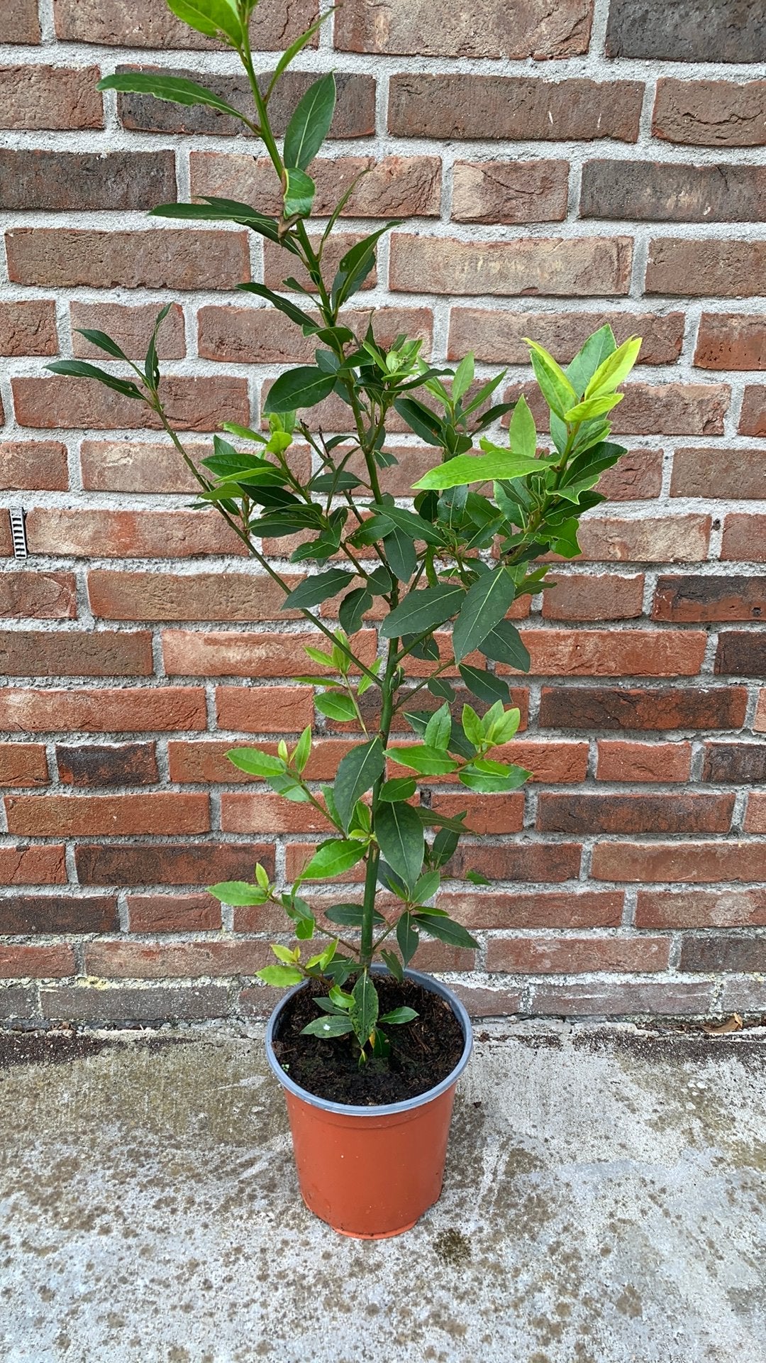 Te Koop Laurier, Tuin en Terras, Planten | Struiken en Hagen, Ophalen of Verzenden, Laurier, 100 tot 250 cm
