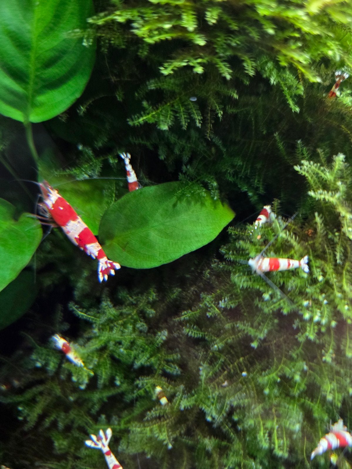 cristal red garnalen (kraanwater), Dieren en Toebehoren, Kreeft, Krab of Garnaal, Zoetwatervis, Schoolvis