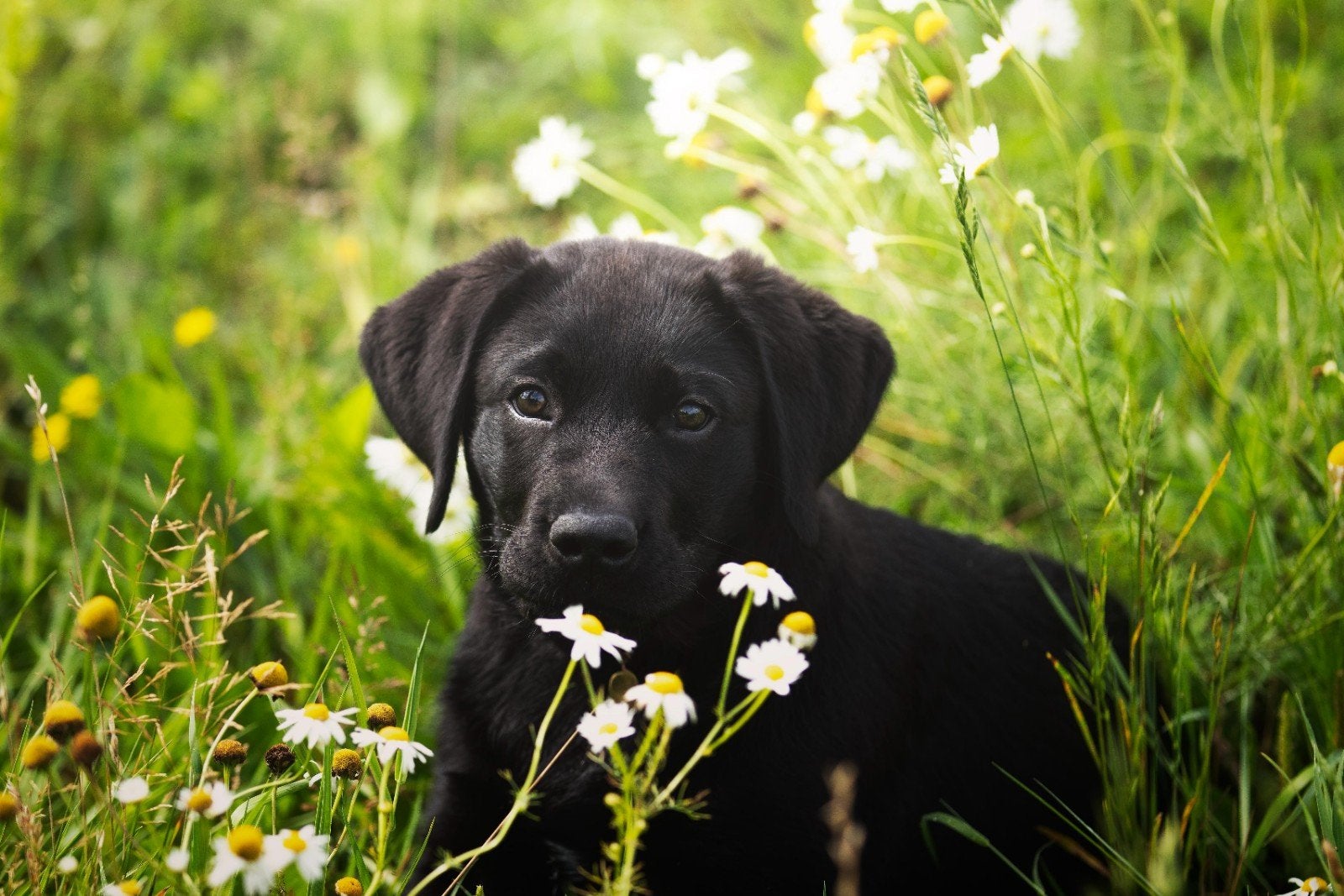 TOP Labrador pups met stamboom erkend kennel, Parvo, Nederland, 8 tot 15 weken, Labrador retriever