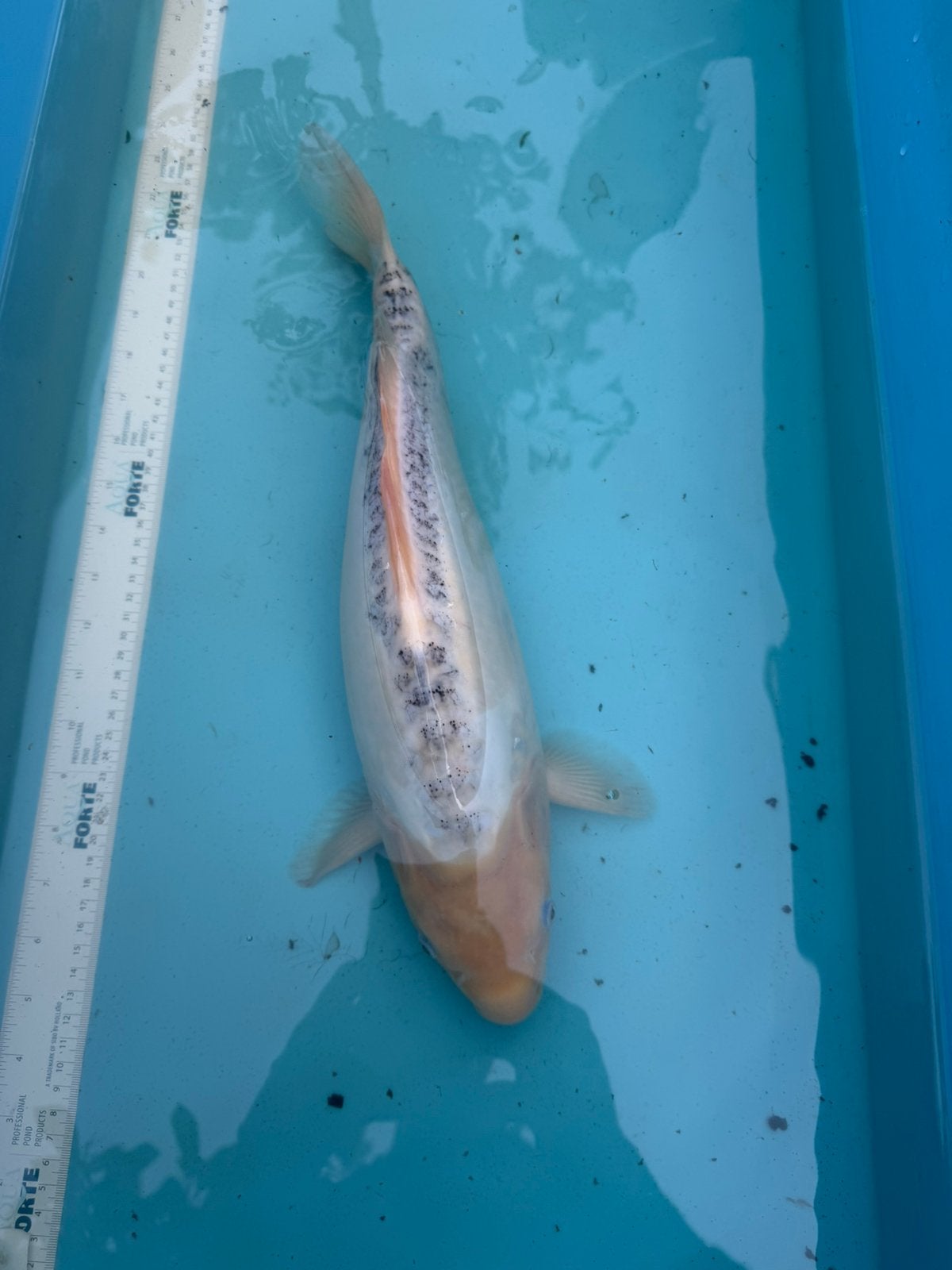 Shusui koi, Dieren en Toebehoren, Karper of Koi