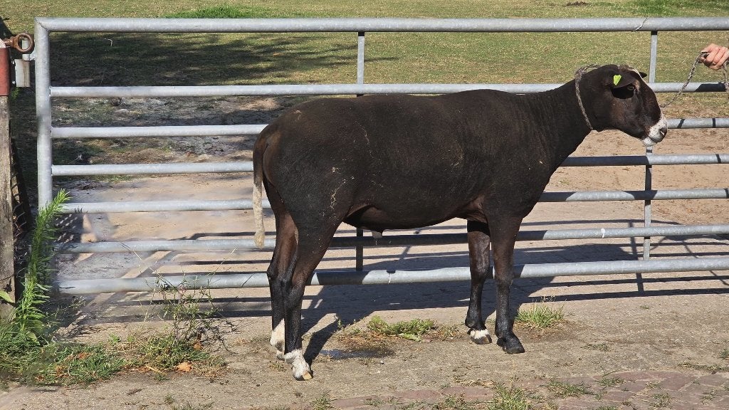 Zwartbles schapen, Dieren en Toebehoren, Meerdere dieren, Schaap, 0 tot 2 jaar