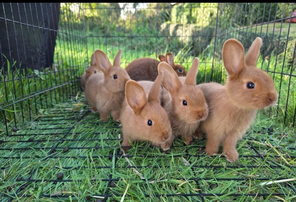 Jonge thrianta konijnen, Dieren en Toebehoren, Konijnen, Meerdere dieren, 0 tot 2 jaar