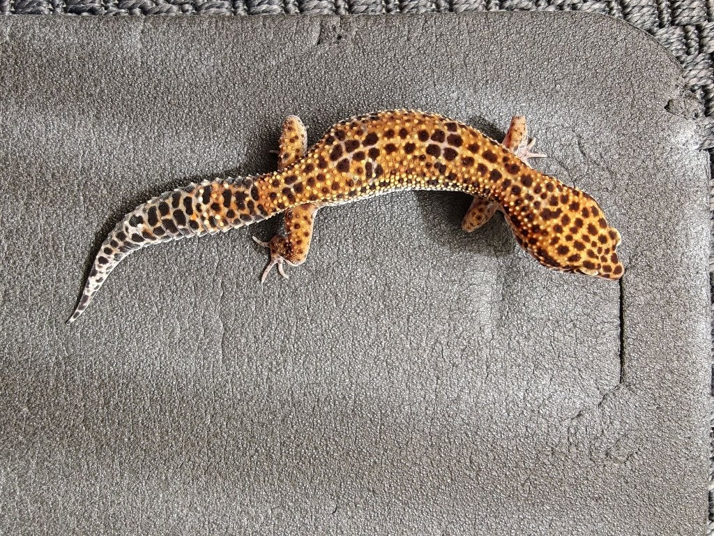 Luipaard gekko inclusief terarrium Leopard Gecko photo 4