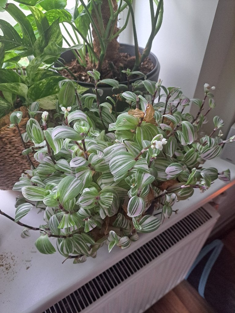 Tradescantia kamerplant, Huis en Inrichting, Kamerplanten, Ophalen, Overige soorten, Halfschaduw, Minder dan 100 cm